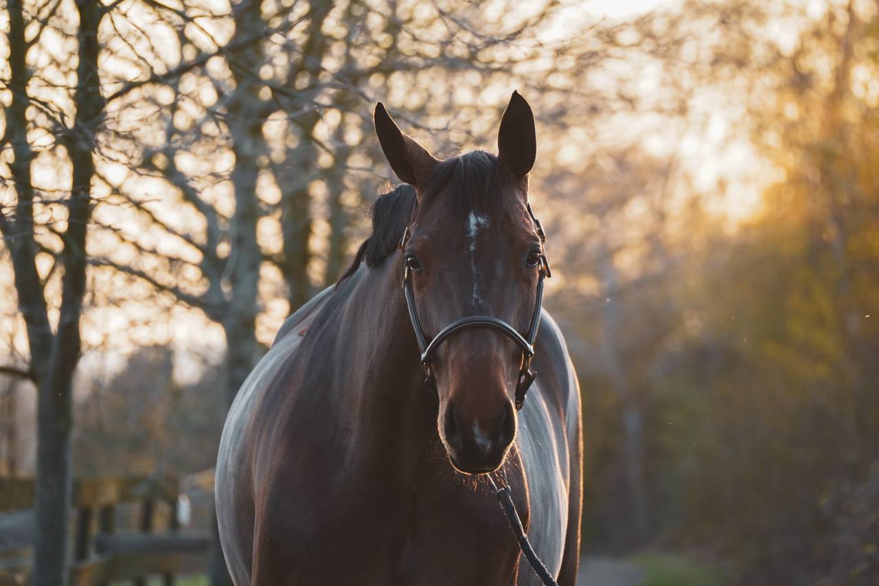 Jument de concours de 9 ans 