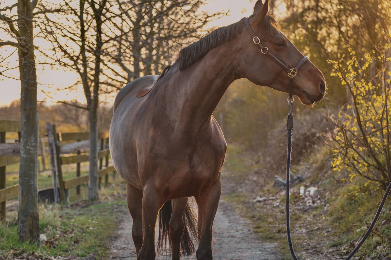 Jument de concours de 9 ans 