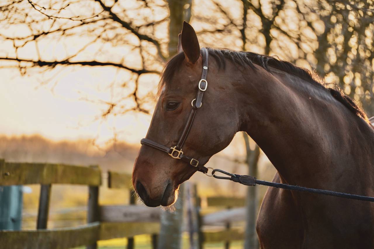 Jument de concours de 9 ans 