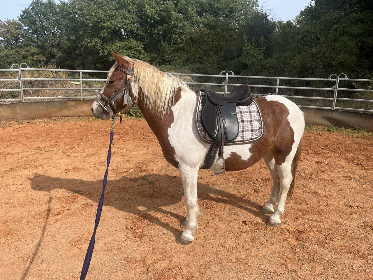 Poney ONC &agrave; vendre 