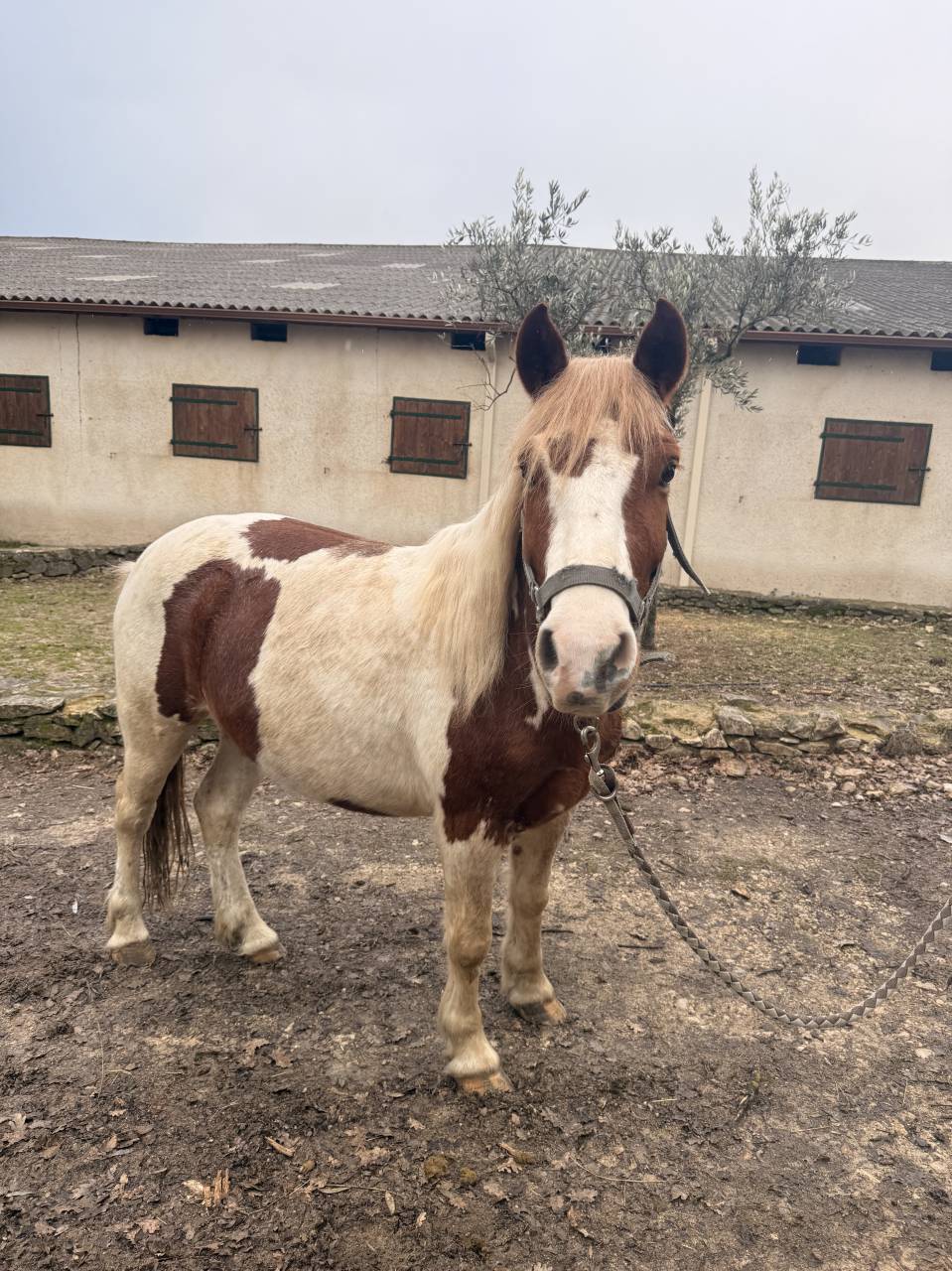 Poney ONC &agrave; vendre 