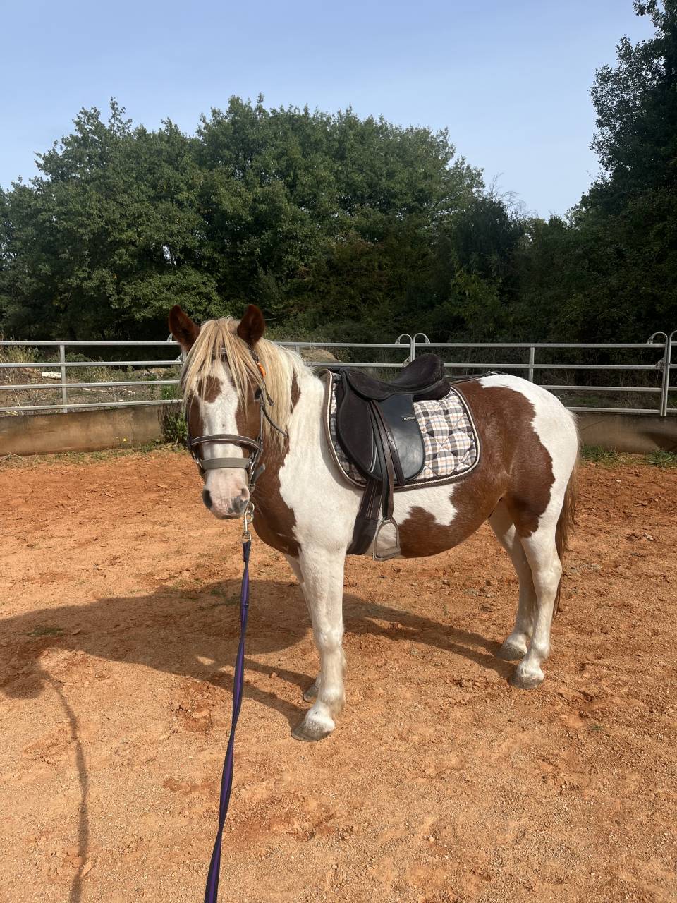 Poney ONC &agrave; vendre 