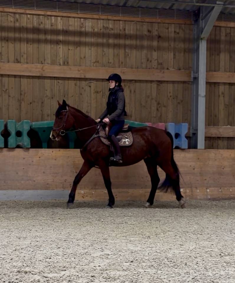 Jument de loisirs /poulini&egrave;re