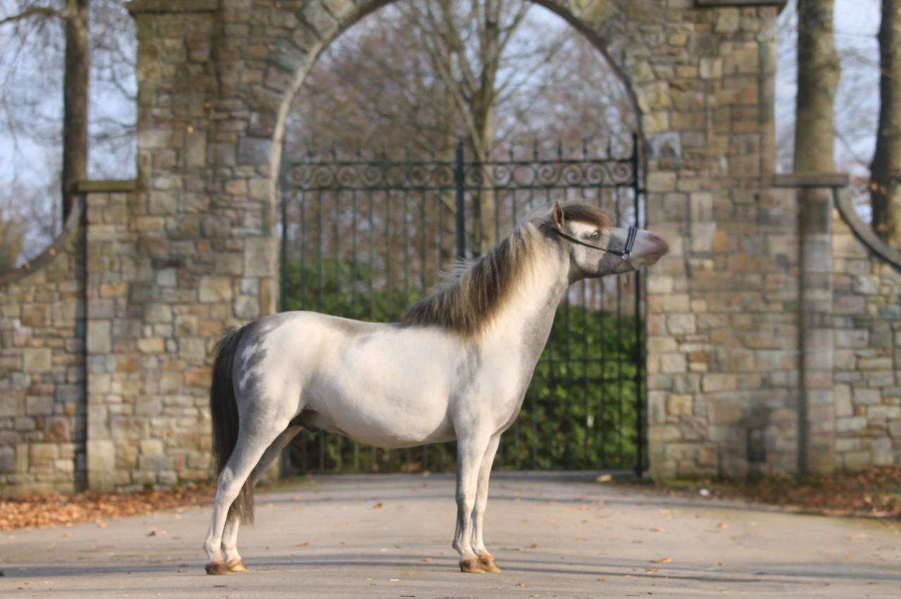 Miniature am&eacute;ricain