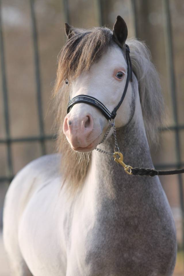 Miniature am&eacute;ricain