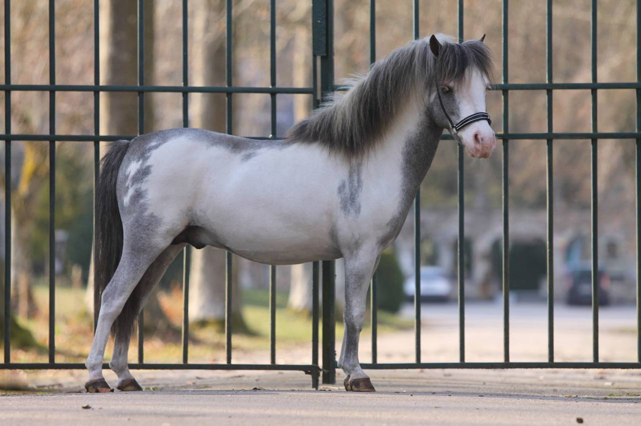 Miniature am&eacute;ricain