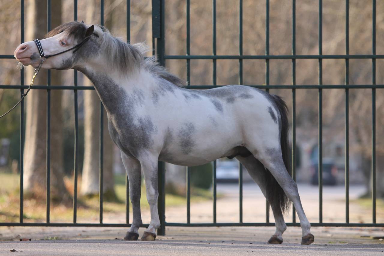 Miniature am&eacute;ricain