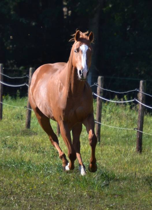 Super jument APHA 3 ans