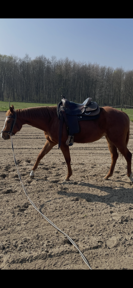 Super jument APHA 3 ans