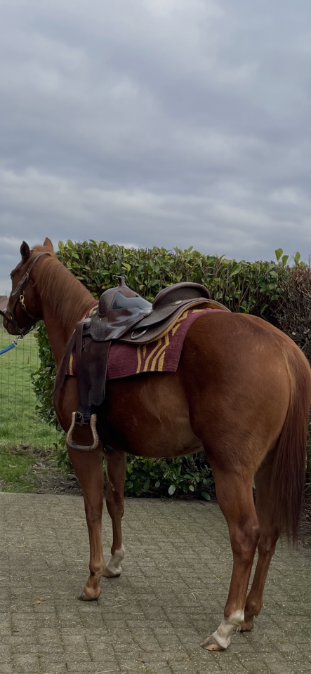 Super jument APHA 3 ans