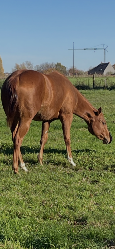 Super jument APHA 3 ans