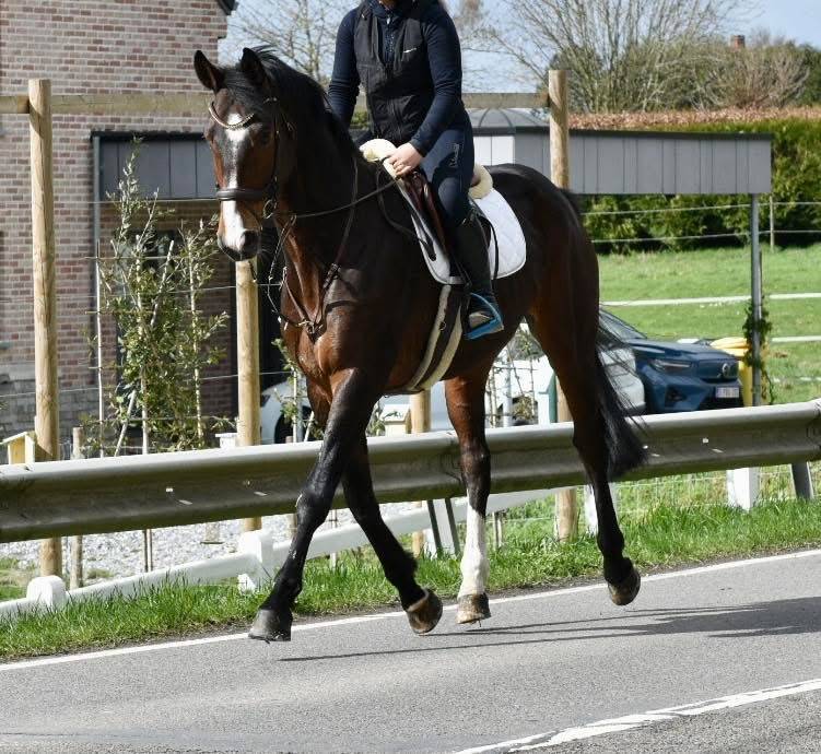 SUBLIME HONGRE PROFESSEUR ORIENT&Eacute; DRESSAGE 