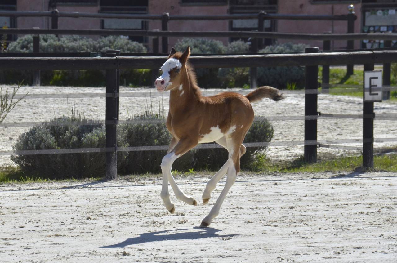 Pouliche Couleur Jument PSA Pur-Sang Arabe Baie DW19 