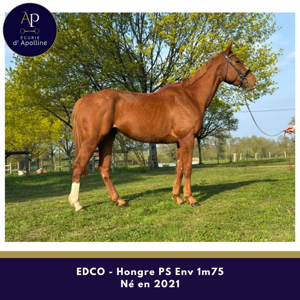 Grand cheval 5 ans pour bonne maison