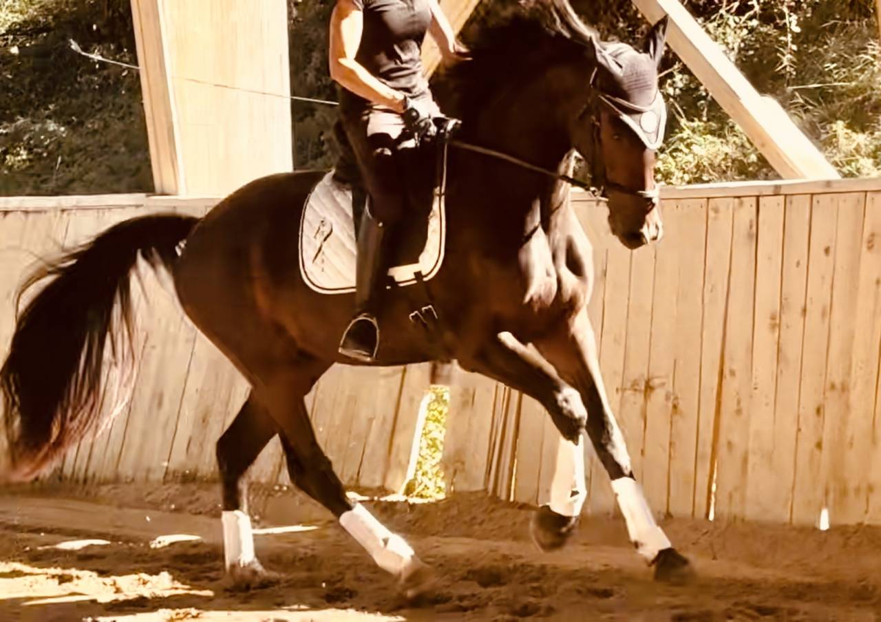 Hongre KWPN Dressage