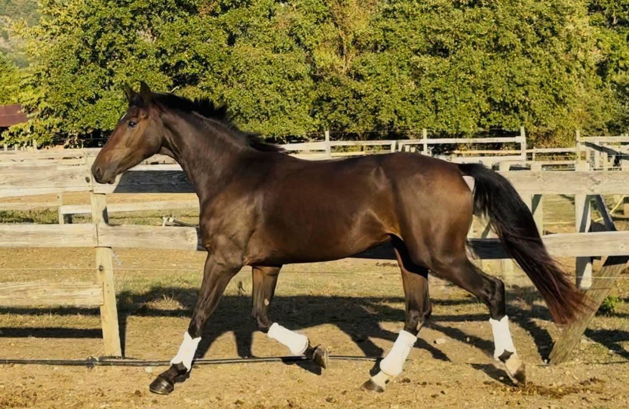 Hongre KWPN Dressage