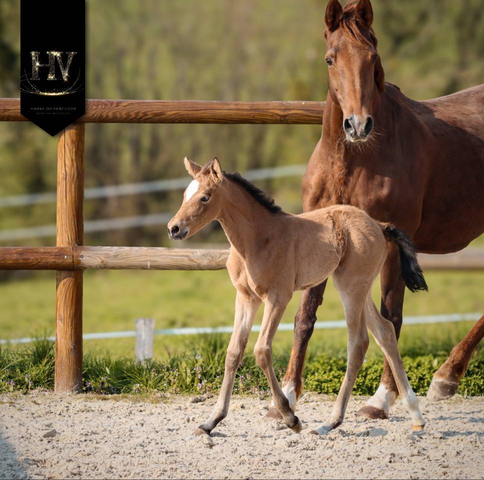 ✨️ Pouliche kwpn Lusitano sport ✨️