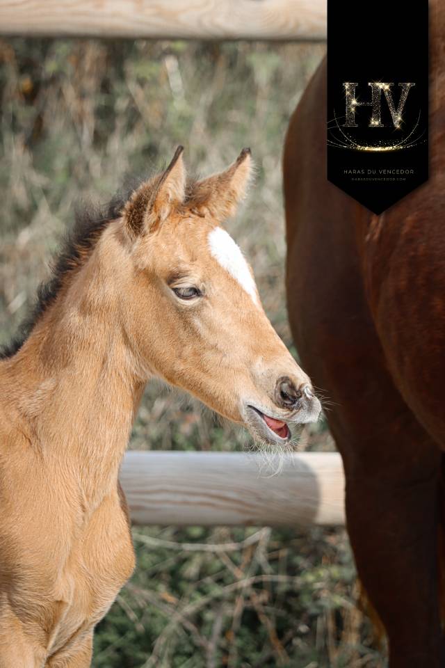 ✨️ Pouliche kwpn Lusitano sport ✨️