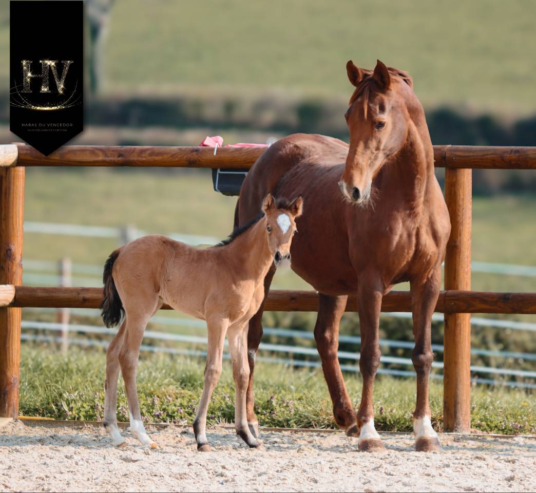 ✨️ Pouliche kwpn Lusitano sport ✨️