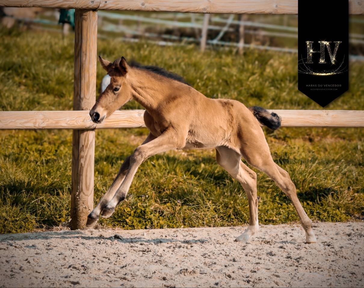 ✨️ Pouliche kwpn Lusitano sport ✨️