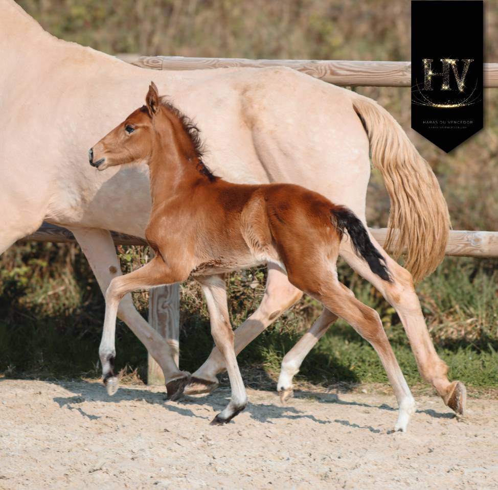 M&acirc;le Pur Sang Lusitanien isabelle 