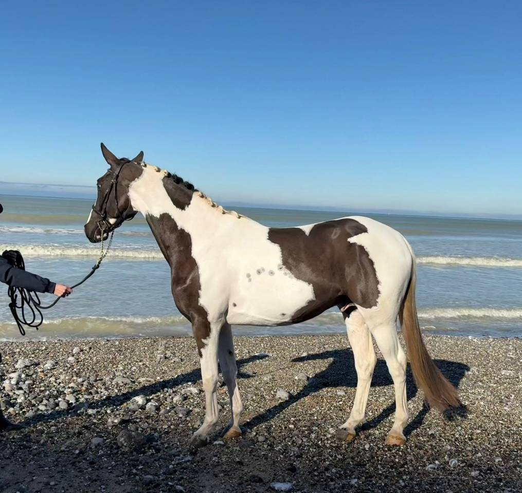 Saillie ETALON Pie-noir homozygote