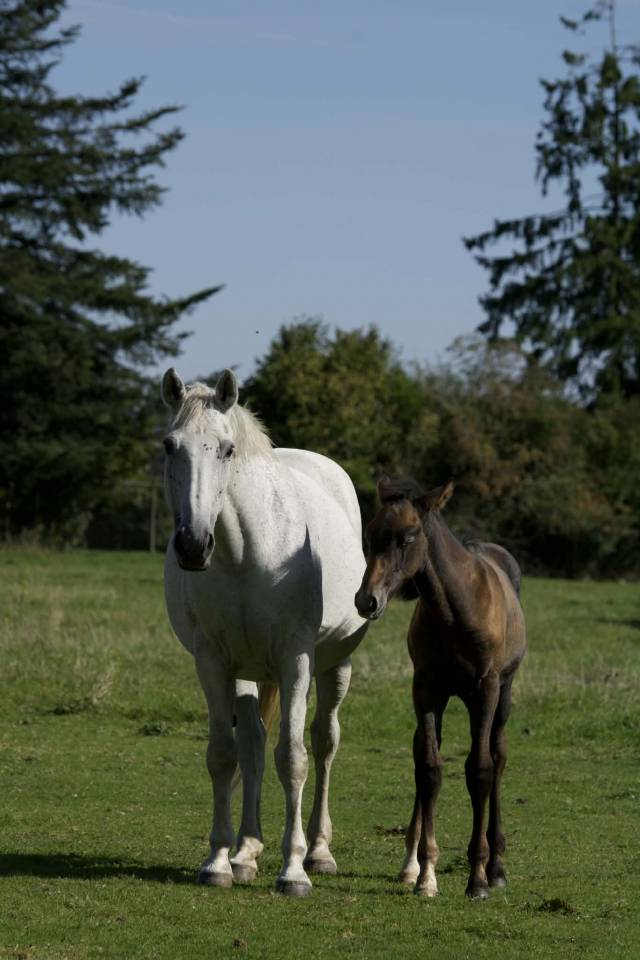 Poulini&egrave;re SBS pleine - a tourn&eacute; jusqu'en 130