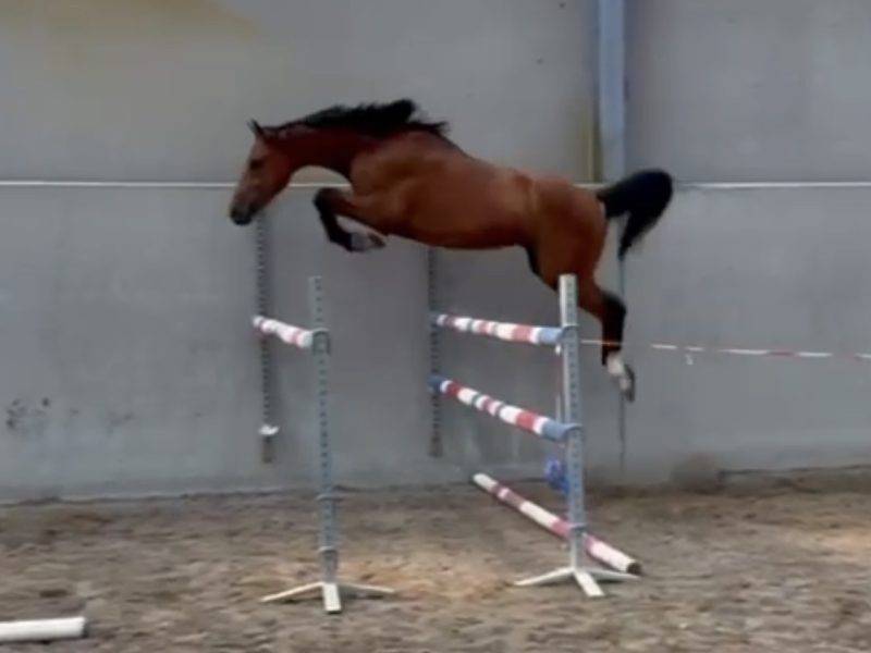 Magnifique 4 ans  - gros potentiel