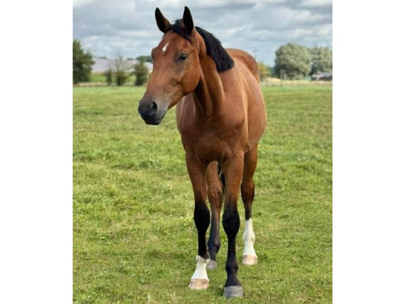 Magnifique 4 ans  - gros potentiel