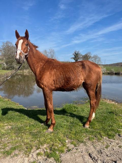 SELLE FRANCAIS FEMELLE NEE EN 2024