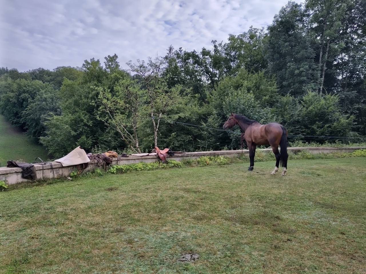 Hongre - 8 ans - CCE