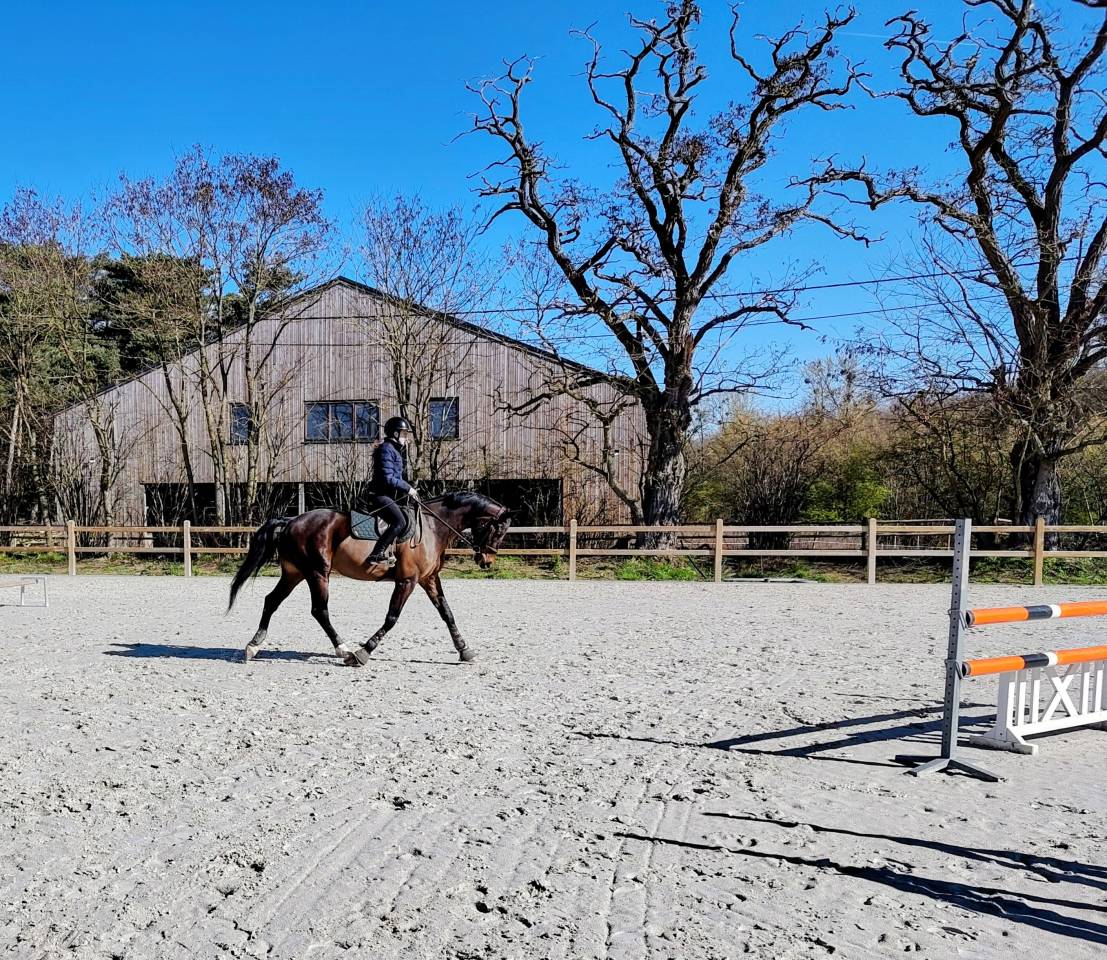 Hongre - 8 ans - CCE