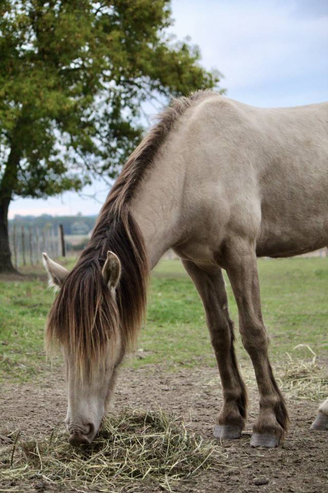 Abydos d&rsquo;Heljoy 