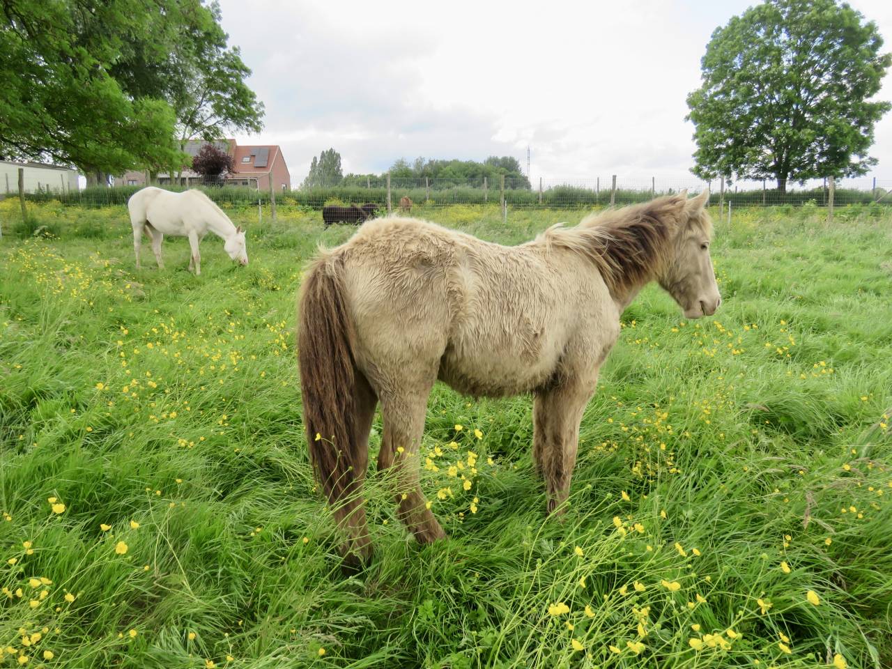 Abydos d&rsquo;Heljoy 