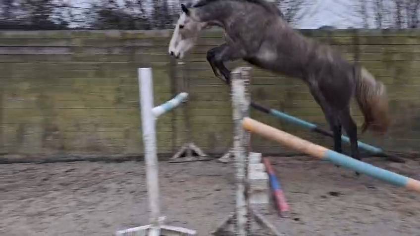 A vendre hongre 5ans par cap Kennedy 