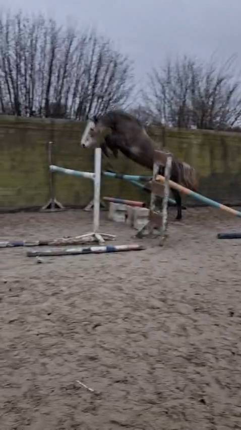 A vendre hongre 5ans par cap Kennedy 