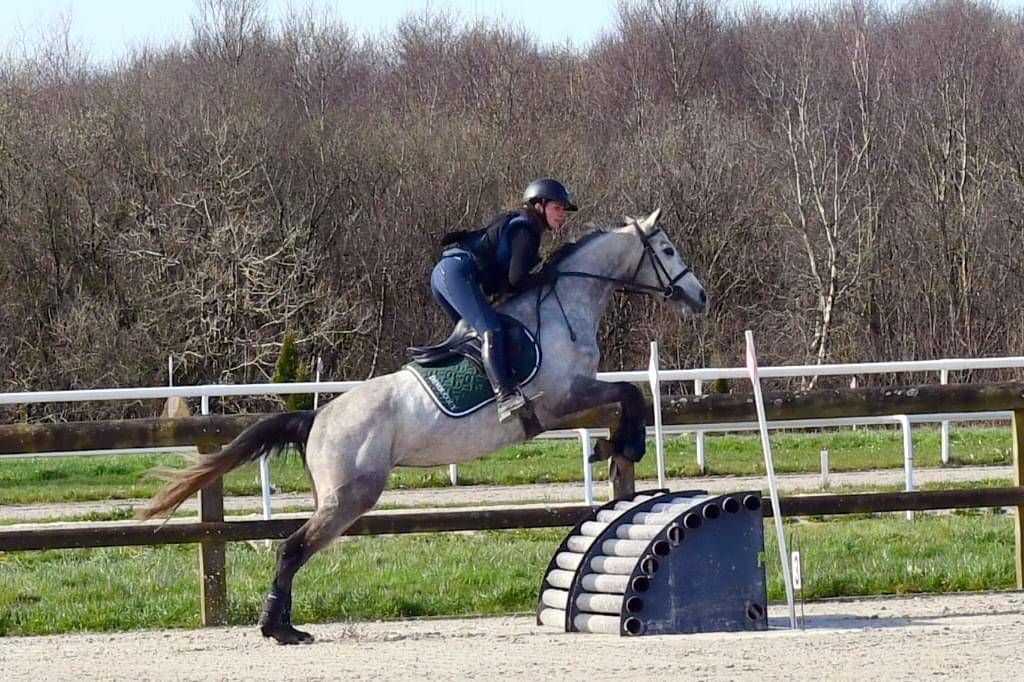 Jument  de 7ans, 164cm &agrave; vendre