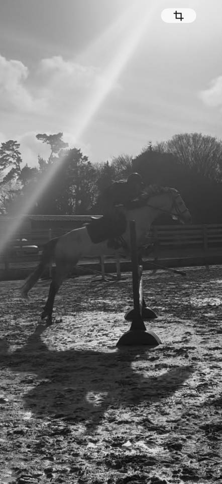 Jument  de 7ans, 164cm &agrave; vendre