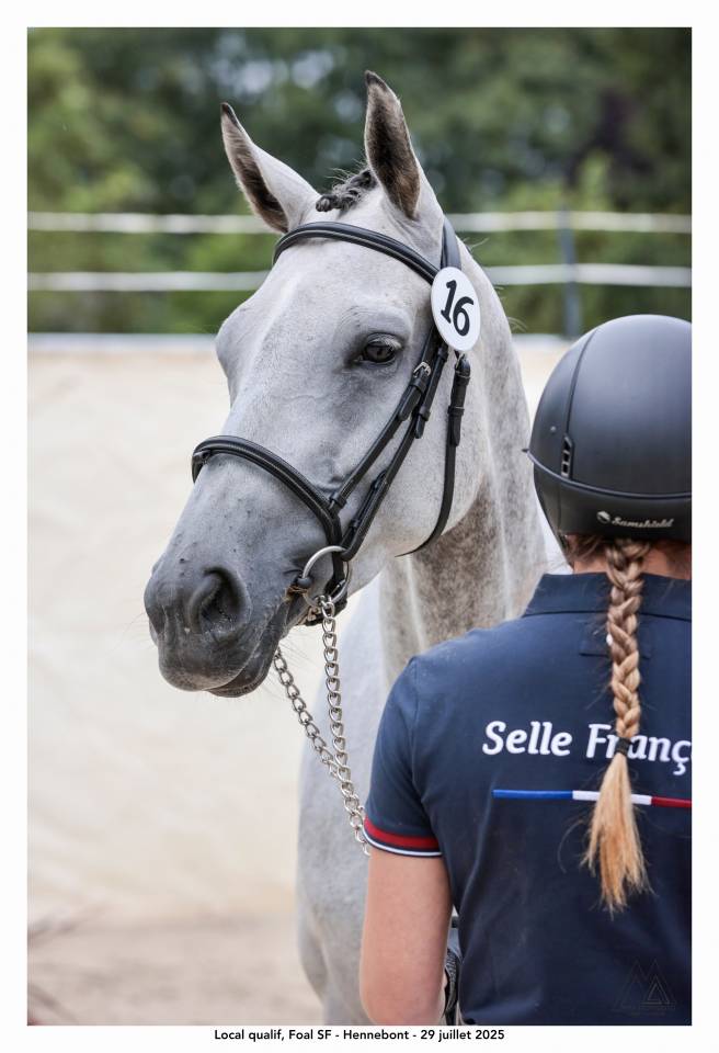 Jument  de 7ans, 164cm &agrave; vendre