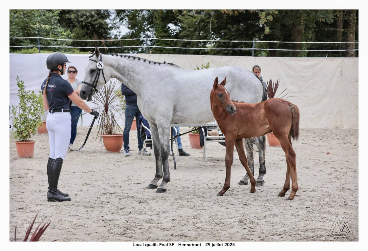 Jument  de 7ans, 164cm &agrave; vendre