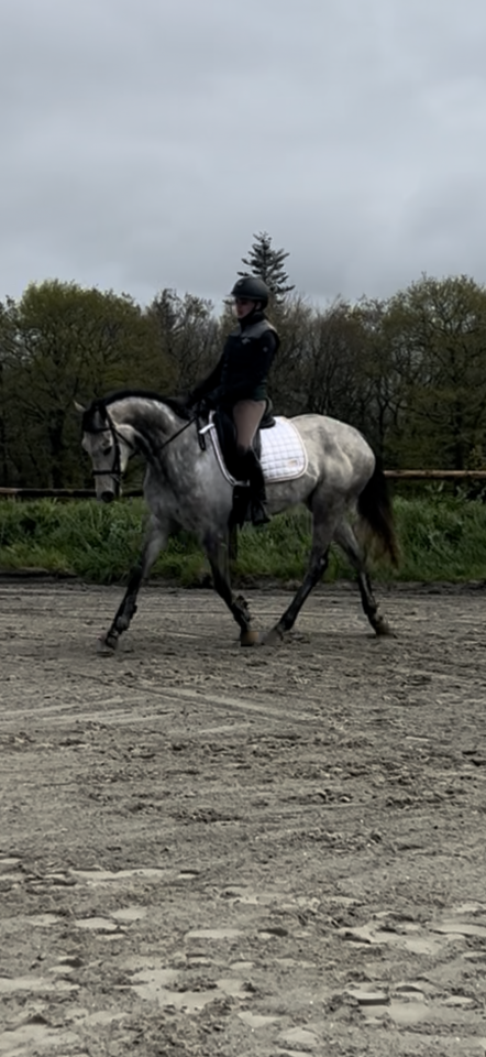 Jument  de 7ans, 164cm &agrave; vendre