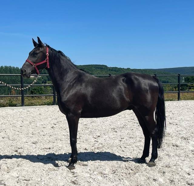 Chic Hongre de 8 ans - loisirs CSO-Balade- Dressage 
