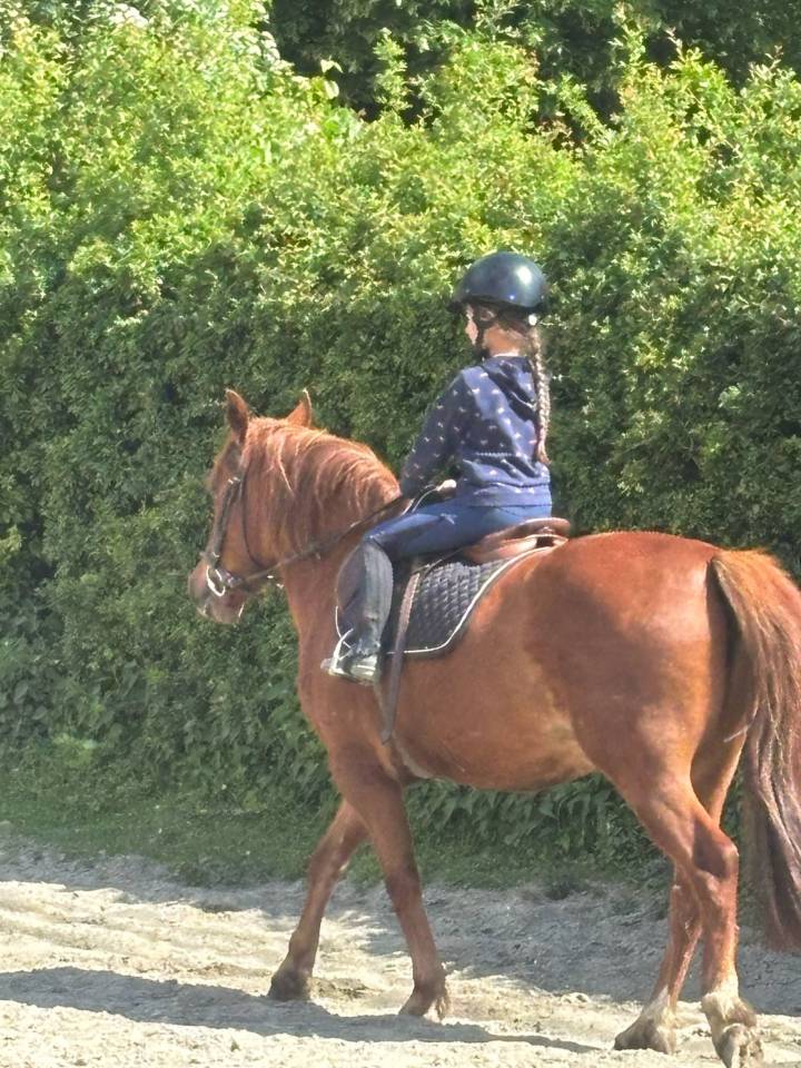 Hongre Alezan, ONC, 6 ans 