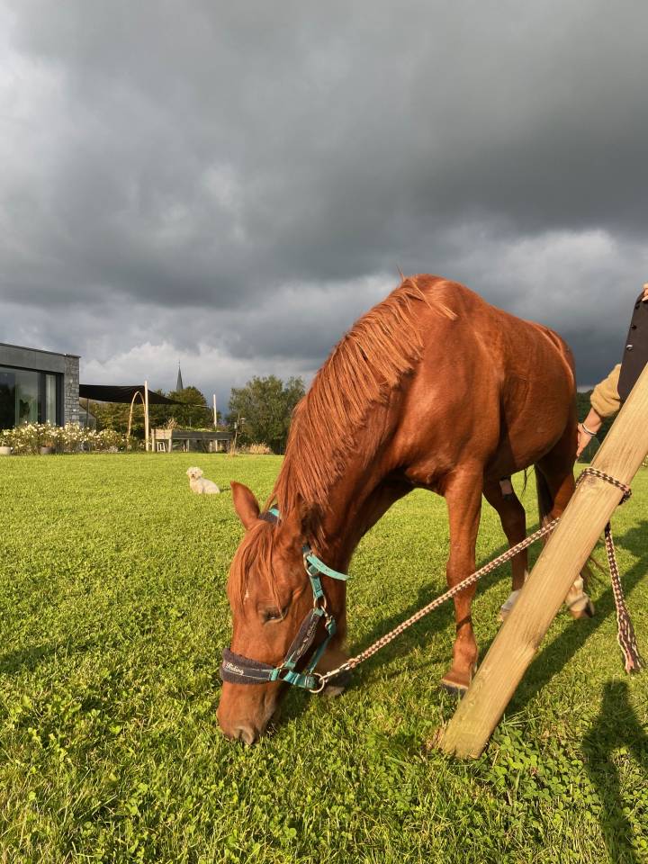 Hongre Alezan, ONC, 6 ans 