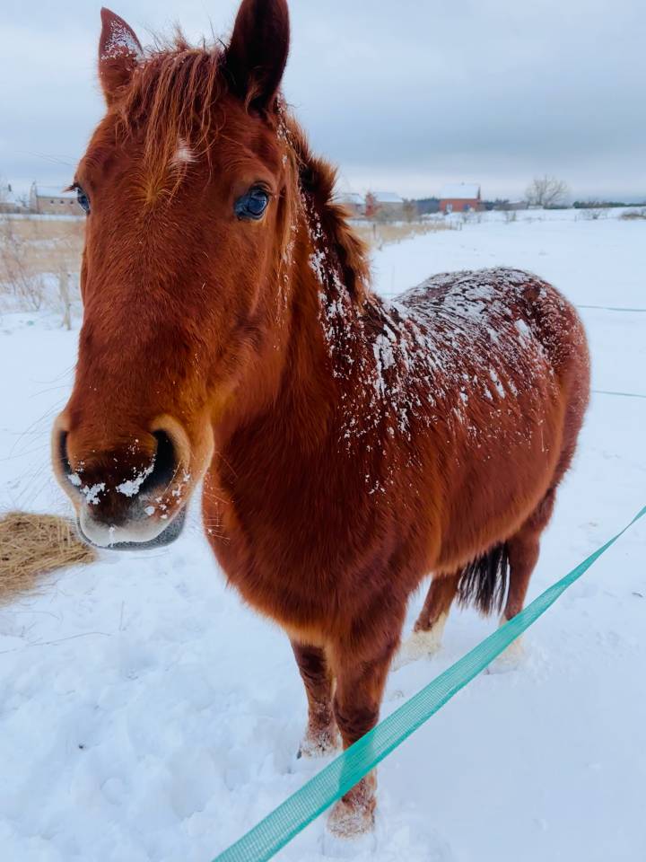 Hongre Alezan, ONC, 6 ans 