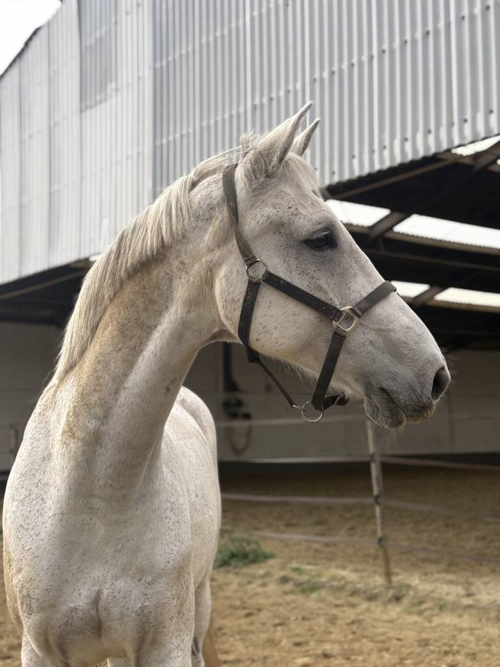 Cheval d&rsquo;obstacle &agrave; vendre 