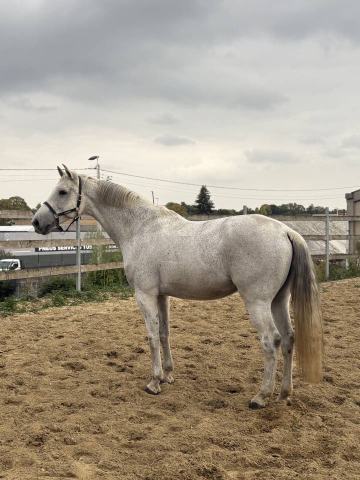 Cheval d&rsquo;obstacle &agrave; vendre 