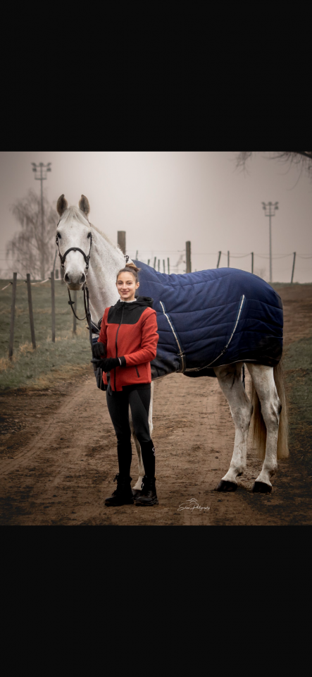 Cheval d&rsquo;obstacle &agrave; vendre 