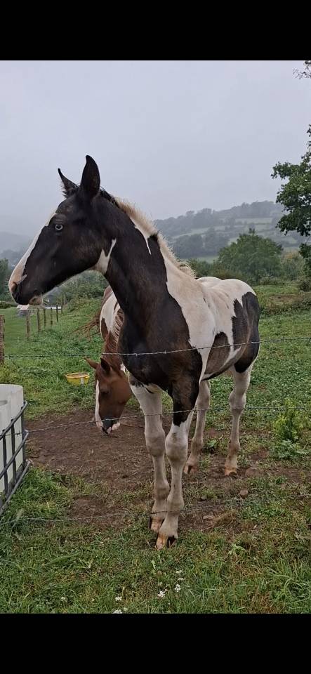 Poulain pie tobiano noir &oelig;il bleu. Pour loisir