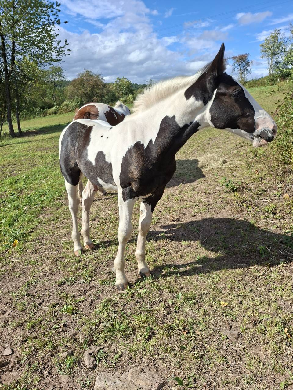 Poulain pie tobiano noir &oelig;il bleu. Pour loisir
